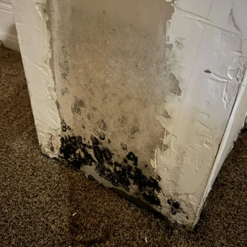 Professional Mold Removal in Clay County, KS